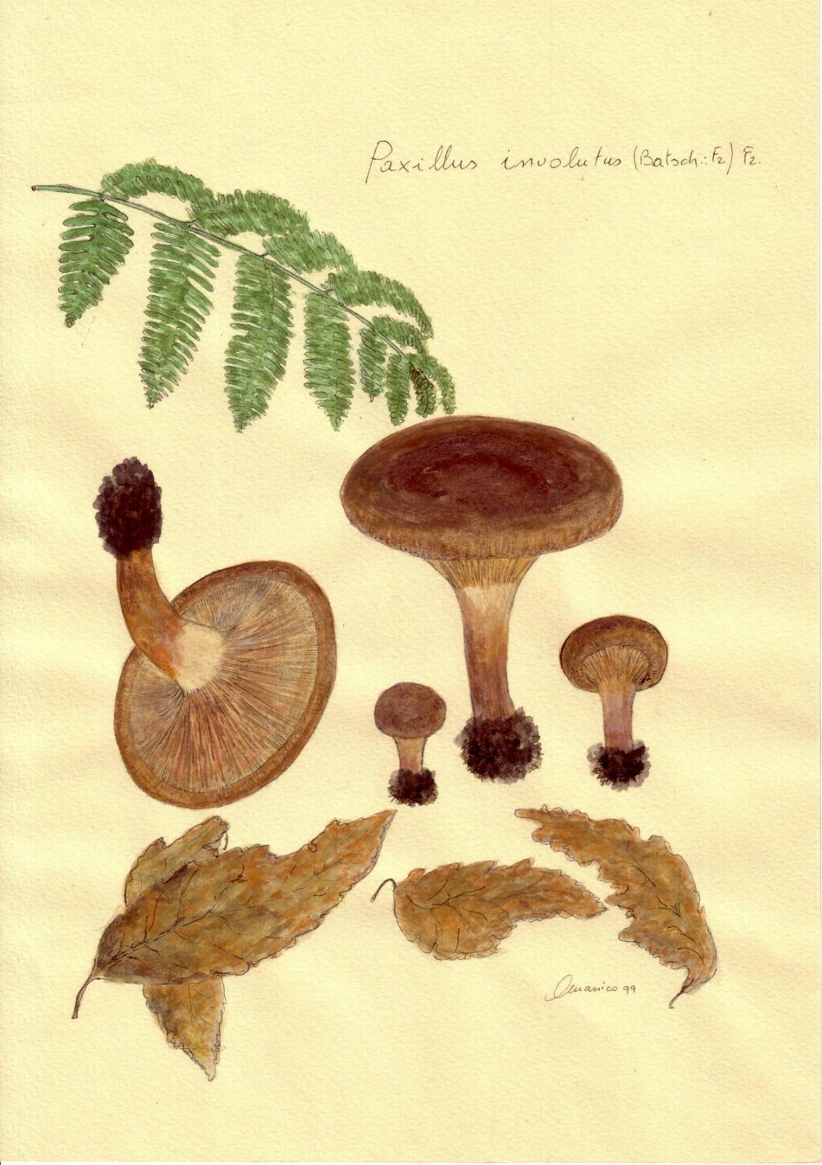 Paxillus involutus (Batsch : Fr. ) Fr.